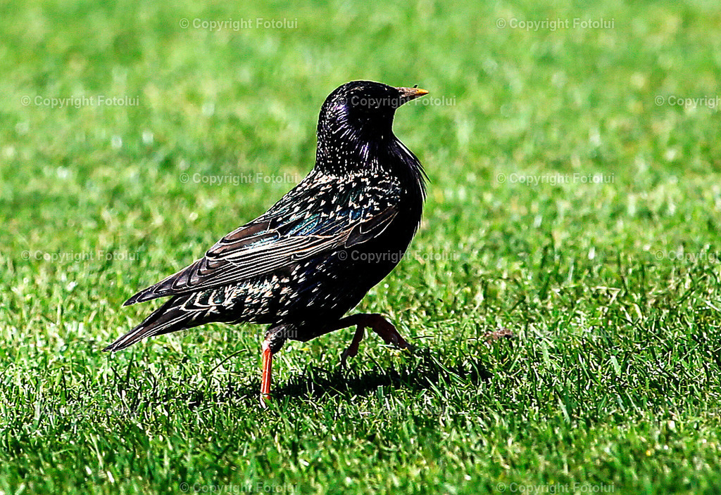 A_LUI_130523_12 | bilder, linz, photo, foto, fussball, sport, fotolui, bundesliga