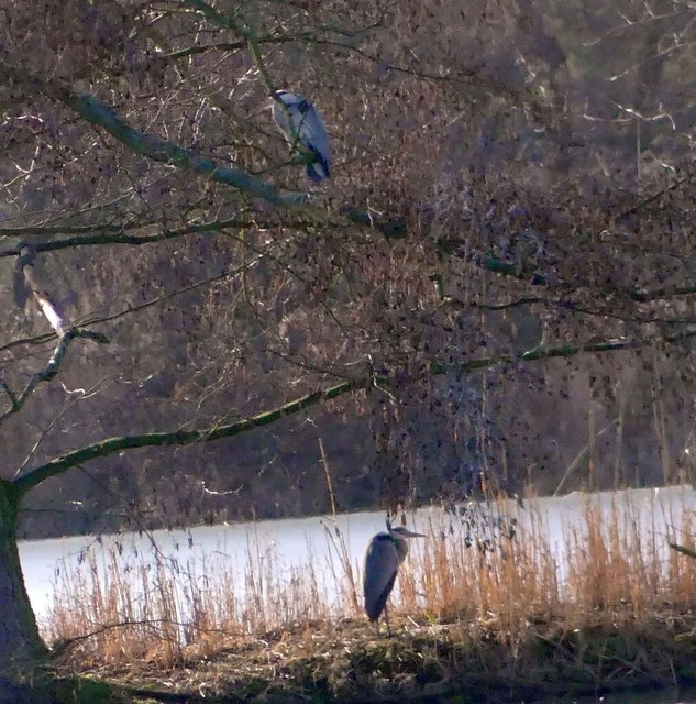 Fischreiher oben und unten | Verkauf von Fotos und  Videoclips zumThema Natur.Motive sind Pflanzen, Tiere, Landschaftenund Wetter - Realisiert mit Pictrs.com