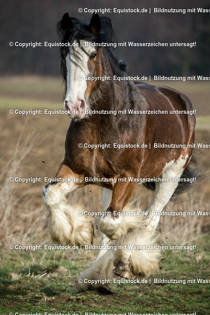 20160206_Clydesdale_im_Freilauf_0002 | equistock