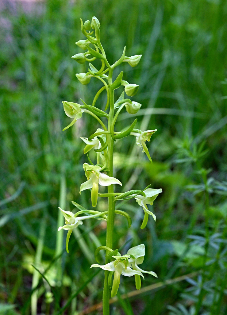 GrünlicheWaldhyazinthe03h-5 | greenwatching-with-luci - Realisiert mit Pictrs.com