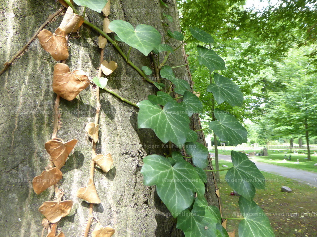 Efeu | Efeu klettert Baum hoch - Realisiert mit Pictrs.com