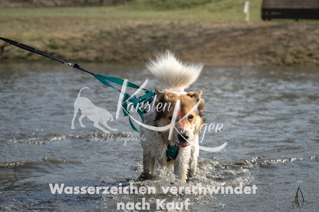 1301_ZZ93920 | kk-dogfotos