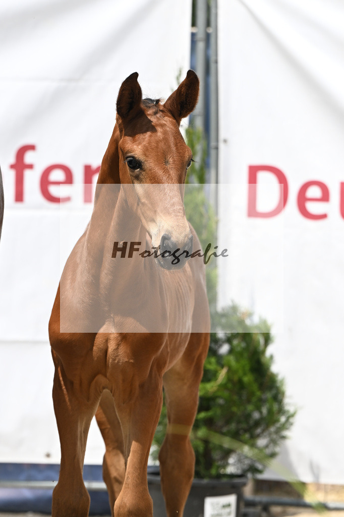 Entertainer Number One x Vaderland_HF_Braig u Meyer_12250766 | hf-fotografie - Realisiert mit Pictrs.com