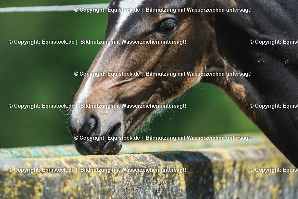 20210617_Fohlen_0252 | Foto: Thomas Hartig