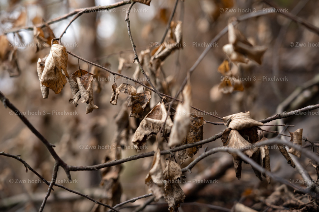 Obere_Affensteinpromenade_Nahe_Rollenturm_Zweig_Laub | 2022-09-02_Waldbrandgebiete_2 - Realisiert mit Pictrs.com