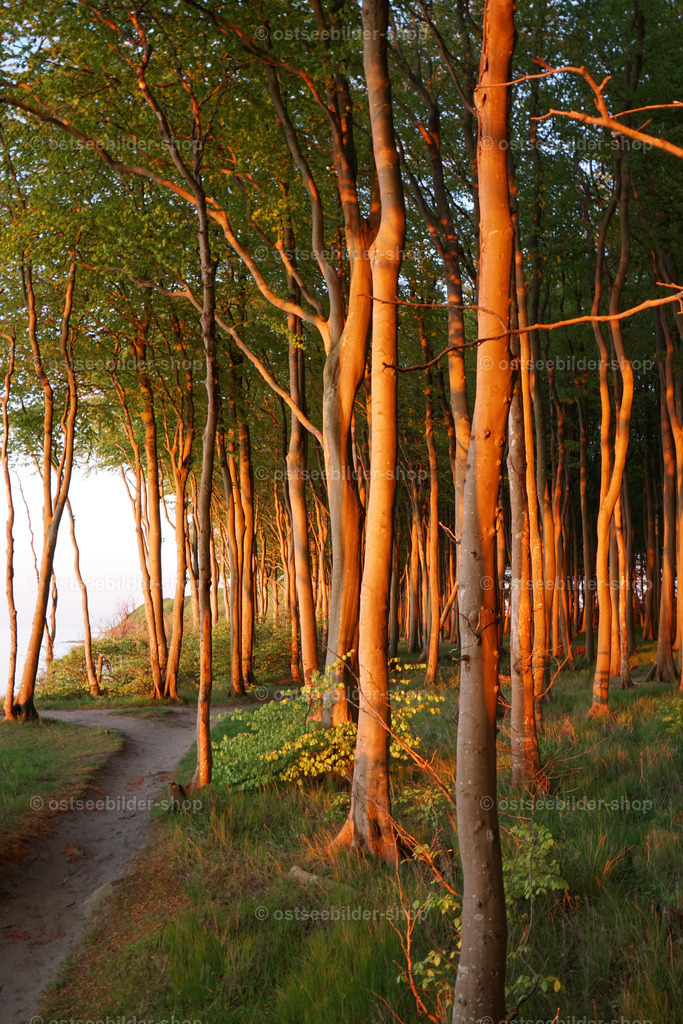 Alpenglühen im Küstenwald | Bäume eines Küstenwaldes leuchten im Licht der untergehenden Abendsonne.