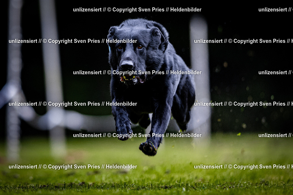 Sven Pries | 2025-10-03 - Hunderennen Obergrombach - Realisiert mit Pictrs.com