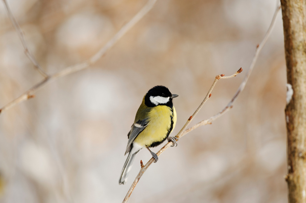 Kohlmeise sitzt auf Ast | Wien, Austria - March 17, 2011: Kohlmeise sitzt auf Ast. - Realisiert mit Pictrs.com
