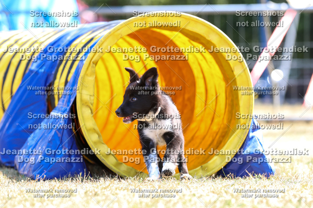 Dog Paparazzi -  Agiltiy Greffen 0826-1058 Kopie | Dog Paparazzi Jeanette Grottendiek Fotografie & Videografie - Realisiert mit Pictrs.com