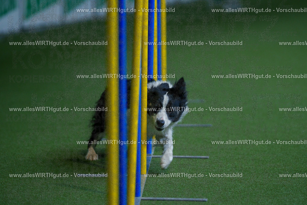 @allesWIRTHgut_Tierfotografie - www.allesWIRTHgut.de - 2604261015-7R508836 | Professionelle Tierfotografie in Mönchengladbach von Daniel Wirth (allesWIRTHgut). Liebevolle & natürliche Bilder von Hunden & Katzen für unvergessliche Erinnerungen.