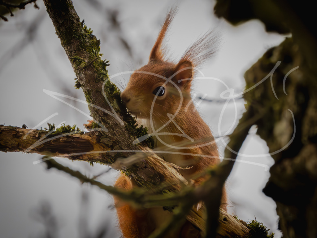 Hörnchen2 | Naturschönheiten aus Deutschland. Pflanzen und Tiere, Insekten und Naturschauspiele. Alle schönen Details, die uns umgeben, fotografiert von Michi Moc.  - Realisiert mit Pictrs.com