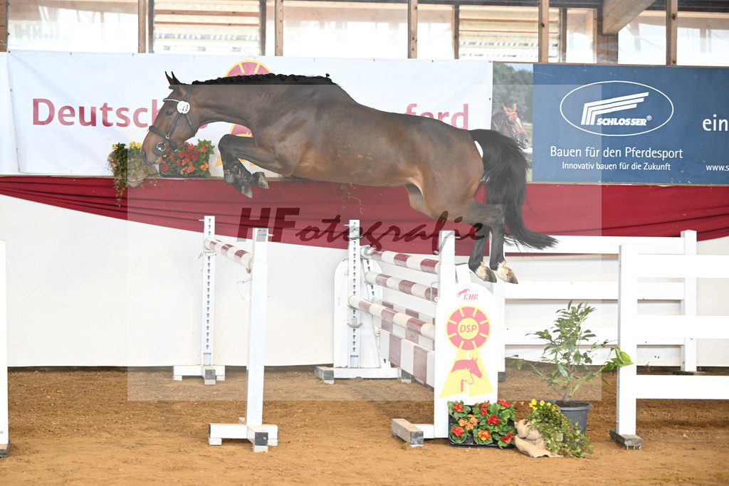 Kat-Nr. 23 I m Special Elly v. Eldorado v d Zeshoek_Rother-Link_16250816 | hf-fotografie - Realisiert mit Pictrs.com