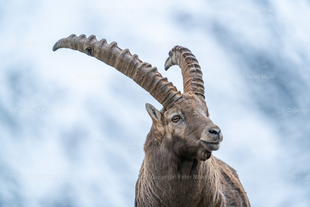 Steinbock_Grossglockner_Hochalpenstrasse_24-112 | piet_flosse