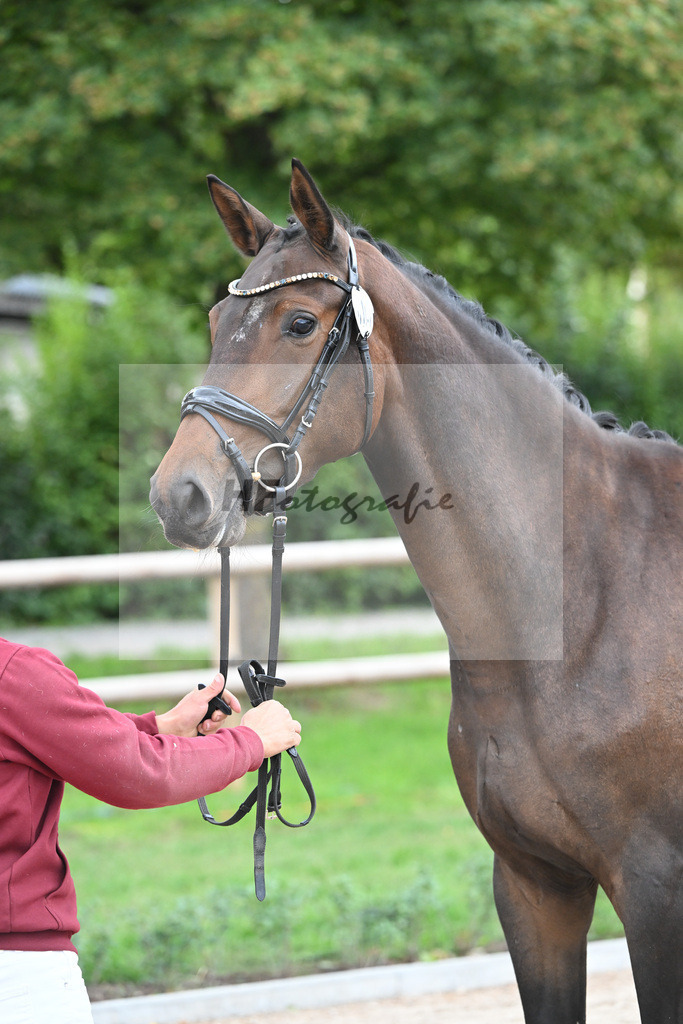 Kat-Nr. 15 Blossom S_ZG Sautter_49221193 | hf-fotografie - Realisiert mit Pictrs.com