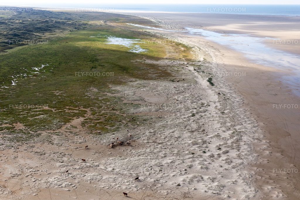 Aerial view: Cattle in the dunes on the sandy beach in Fanø in the state South Denmark, Denmark.Photo: IMG_118592.jpg taken on 09/21/2019 by Werner Riehm/FLY-FOTO.comResolution of the original: 5472 x 3648 px