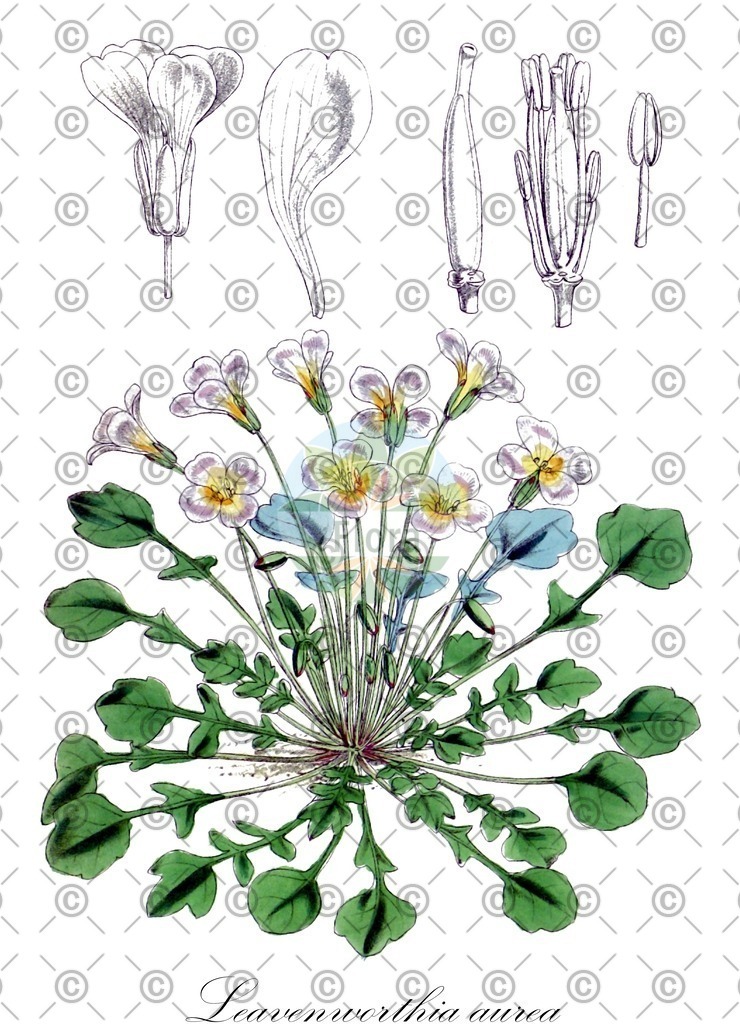 HistAbb_wfo-0001046648_1_ENZY_Simple | Historische Abbildung von Leavenworthia aurea - Brassicaceae | Historical Illustration of Leavenworthia aurea - Brassicaceae