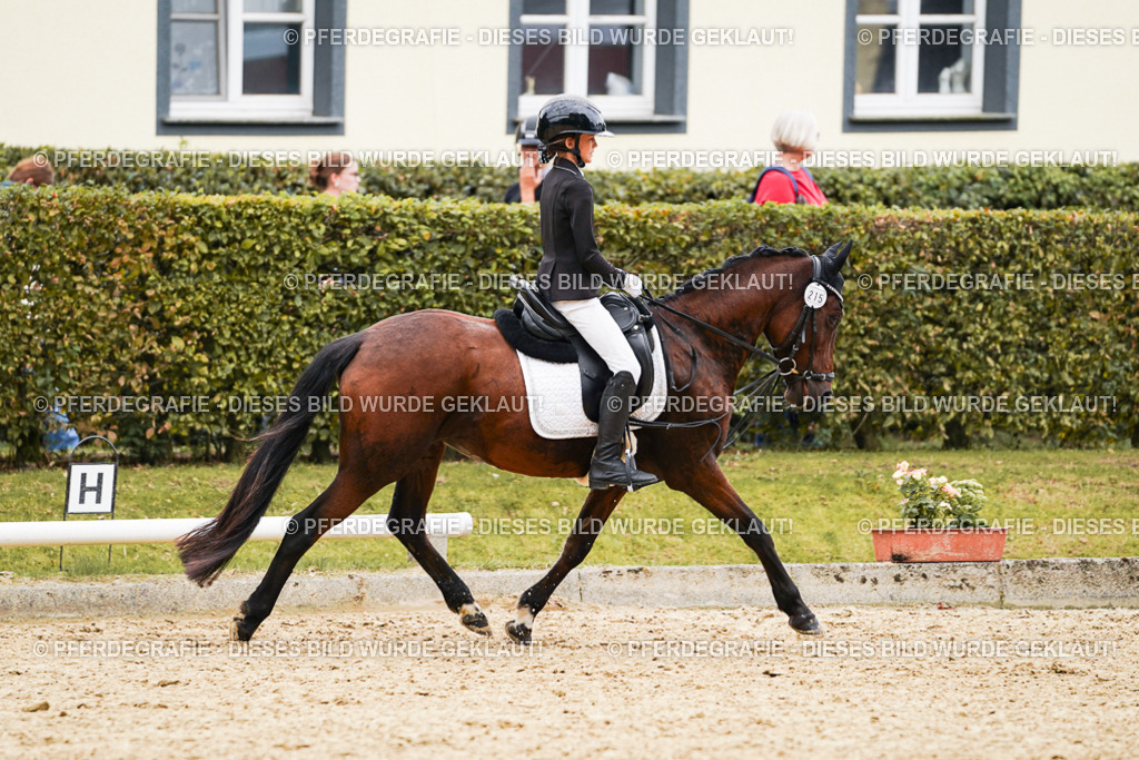 DSC00506 | Pferdegrafie