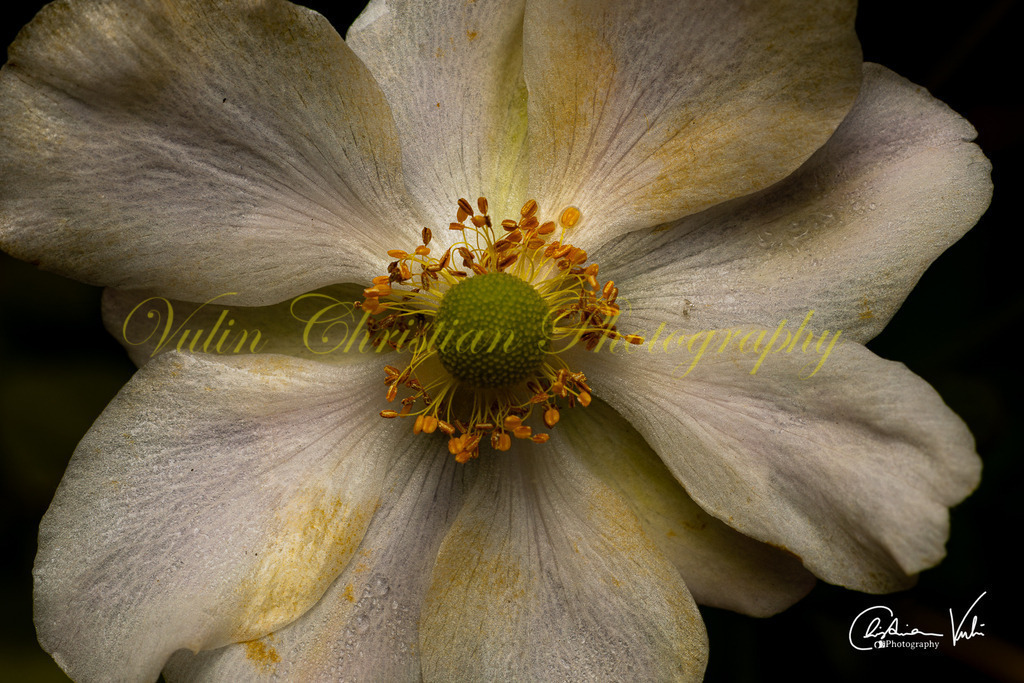 MN 31 | Christian Vulin  - Realisiert mit Pictrs.com