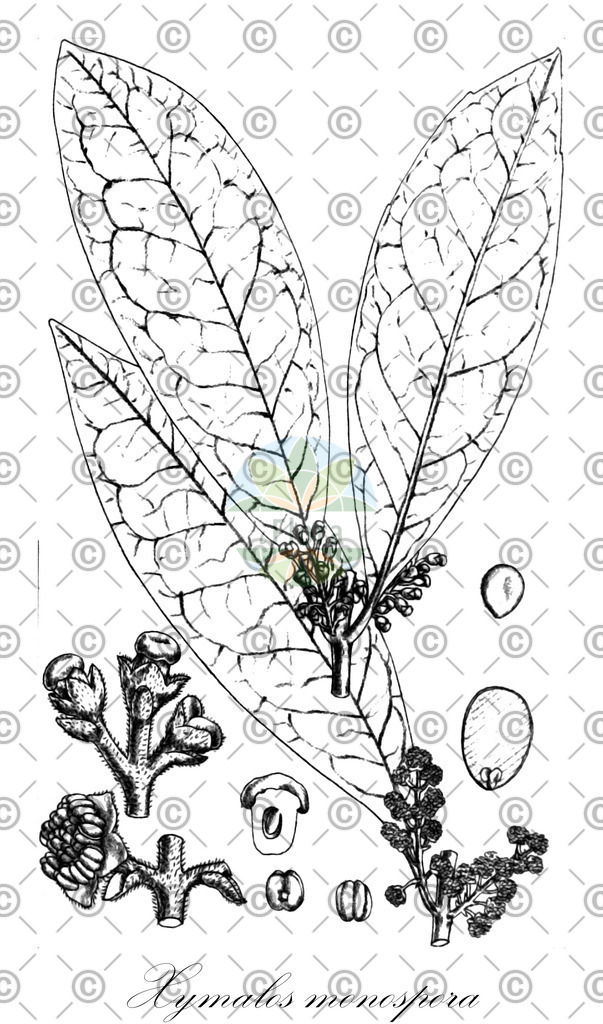 HistAbb_wfo-1000008151_1_ENZY_Simple | Historische Abbildung von Xymalos monospora - Monimiaceae | Historical Illustration of Xymalos monospora - Monimiaceae
