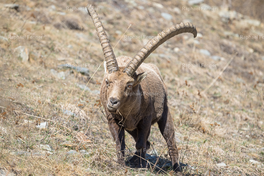Steinbock – Blick in die Wildnis | Ein männlicher Alpensteinbock mit imposantem Gehörn in seiner natürlichen Umgebung. Fotografiert an einem sonnigen Frühlingstag im Engadin – der Blick des Tieres fesselt den Betrachter unmittelbar.