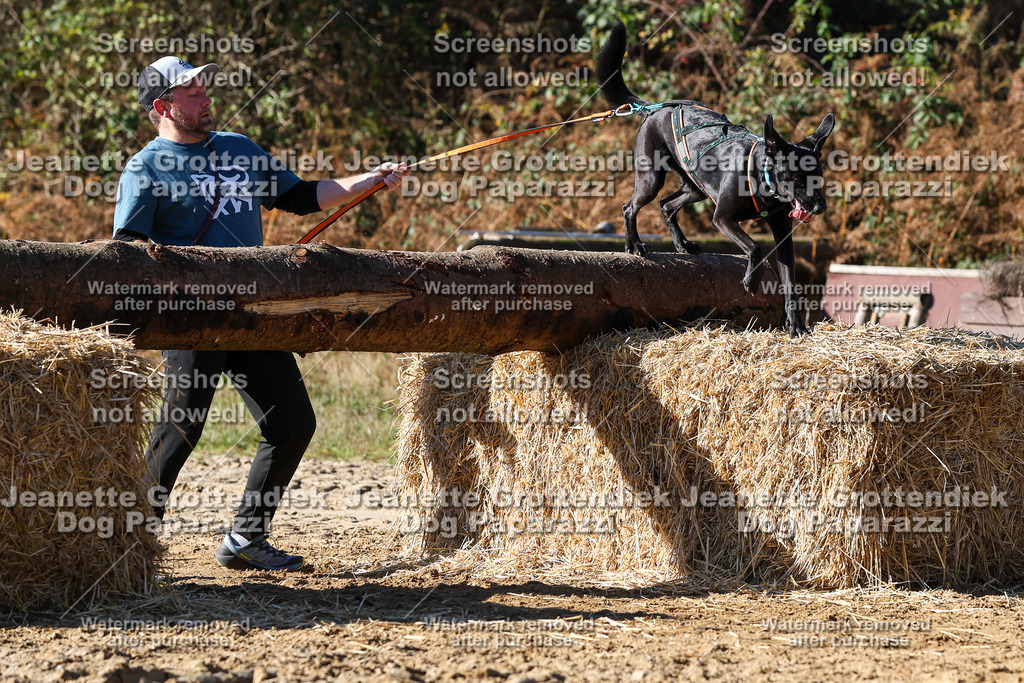 Dog Paparazzi - Strongdog 10-25-2827 | Dog Paparazzi Jeanette Grottendiek Fotografie & Videografie - Realisiert mit Pictrs.com