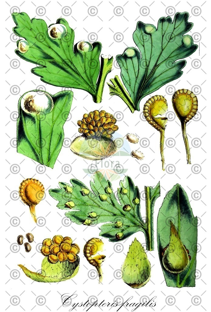 HistAbb_wfo-0000936311_1_ENZY_Simple | Historische Abbildung von Cystopteris fragilis - Cystopteridaceae (Zerbrechlicher Blasenfarn;Runzelsporiger Blasenfarn) | Historical Illustration of Cystopteris fragilis - Cystopteridaceae (brittle bladder-fern;brittle fern;fragile fern)