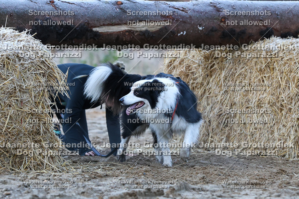 Dog Paparazzi - Strongdog 10-25-363 | Dog Paparazzi Jeanette Grottendiek Fotografie & Videografie - Realisiert mit Pictrs.com