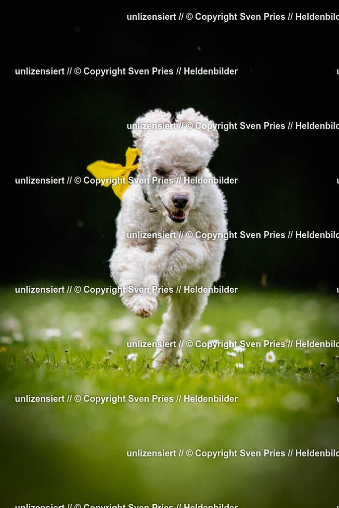 Sven Pries | 2025-05-29 - Pudelrennen KA-Durlach - Realisiert mit Pictrs.com