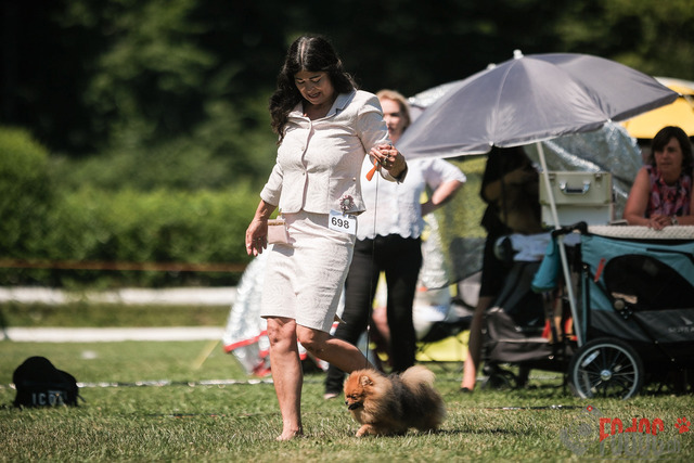 CACIB Aarau | CACIB Aarau, Swiss Dog Show  29062025 Foto: Leo Wyden