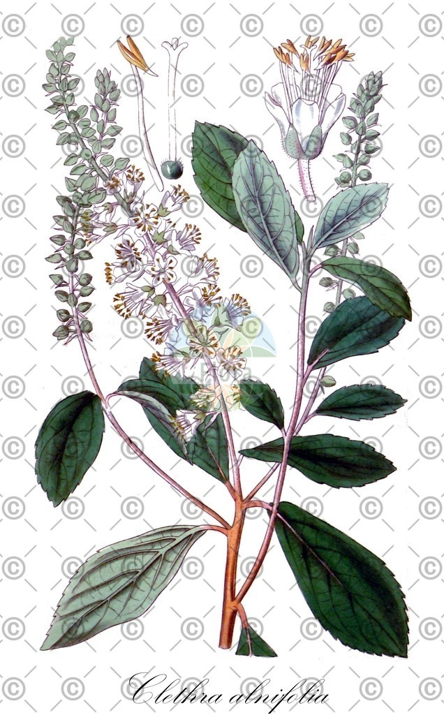 HistAbb_wfo-0000611772_1_ENZY_Simple | Historische Abbildung von Clethra alnifolia - Clethraceae | Historical Illustration of Clethra alnifolia - Clethraceae (coastal sweet pepperbush;downy sweet pepperbush)