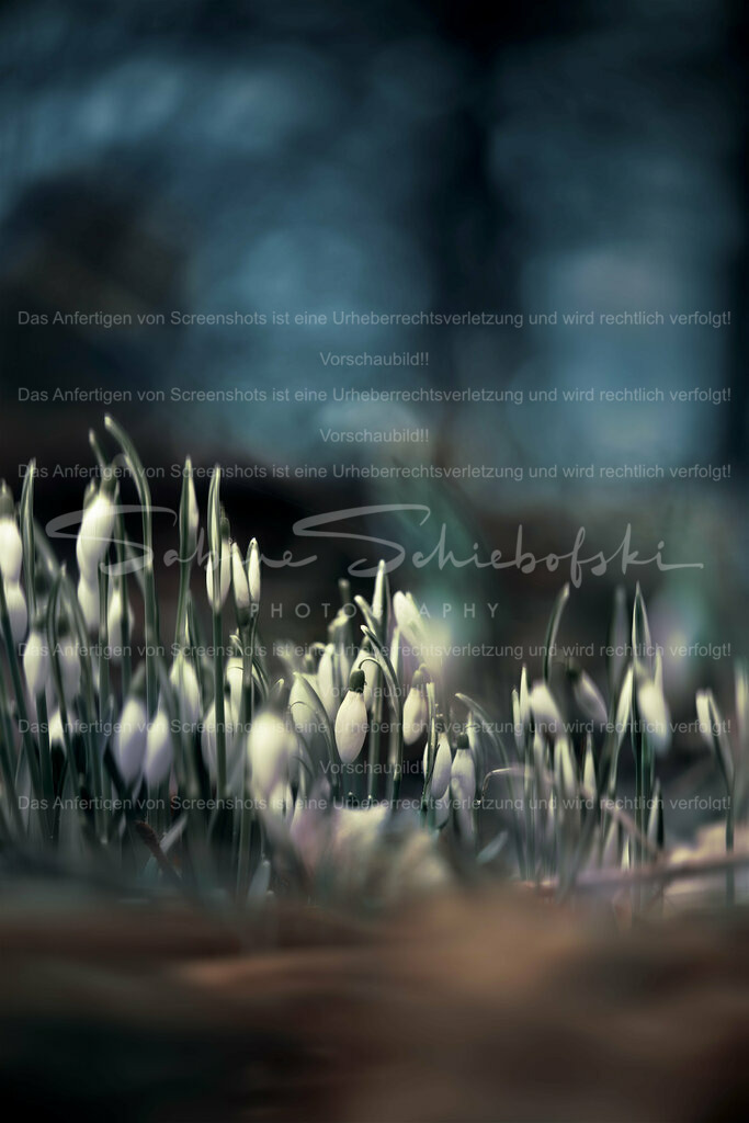 Wandbild Schneeglöckchen im Wald | Schneeglöckchen sind kleine weiße Blumen, die im späten Winter oder frühen Frühling blühen. Sie sind bekannt für ihr zartes Aussehen und gelten oft als Symbol für Hoffnung und Erneuerung. Schneeglöckchen sind in Gärten und Wäldern in ganz Europa verbreitet. - Realisiert mit Pictrs.com