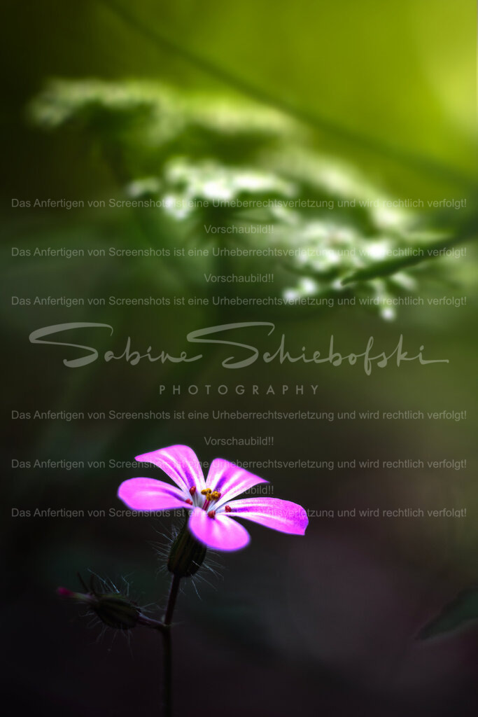 Wandbild Storchschnabel | People- und Tierfotografie, Imageaufnahmen, Veranstaltungsfotografie und Wandbilder aus der Natur ★ Made in Germany ✔️ Druck + Downloads ✔️ Naturfotografie in Top Qualität ★ schneller Versand, weltweite Lieferung! - Realisiert mit Pictrs.com