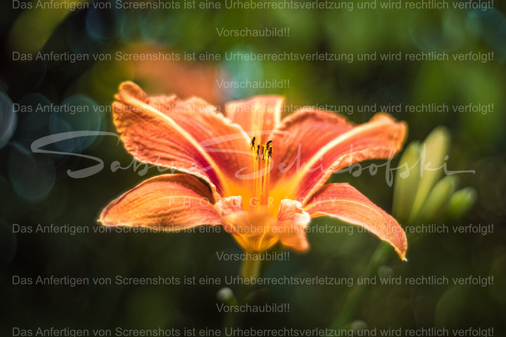 Ein Lilien Traum | People- und Tierfotografie, Imageaufnahmen, Veranstaltungsfotografie und Wandbilder aus der Natur ★ Made in Germany ✔️ Druck + Downloads ✔️ Naturfotografie in Top Qualität ★ schneller Versand, weltweite Lieferung! - Realisiert mit Pictrs.com