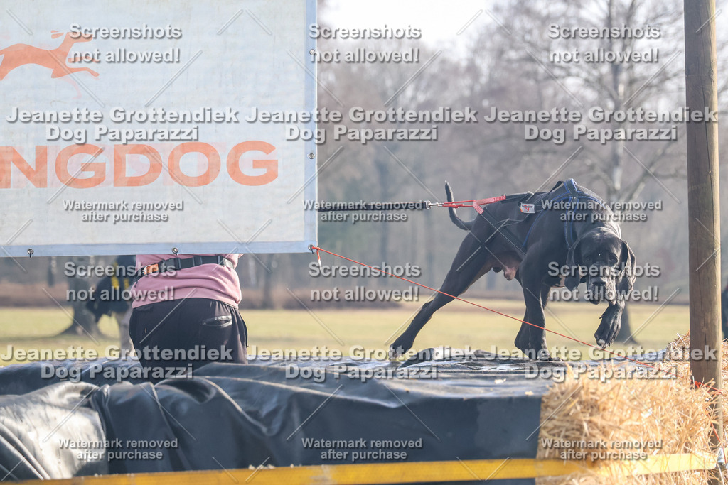 Dog Paparazzi - Strongdog North Mrz26-137 | Dog Paparazzi Jeanette Grottendiek Fotografie & Videografie - Realisiert mit Pictrs.com