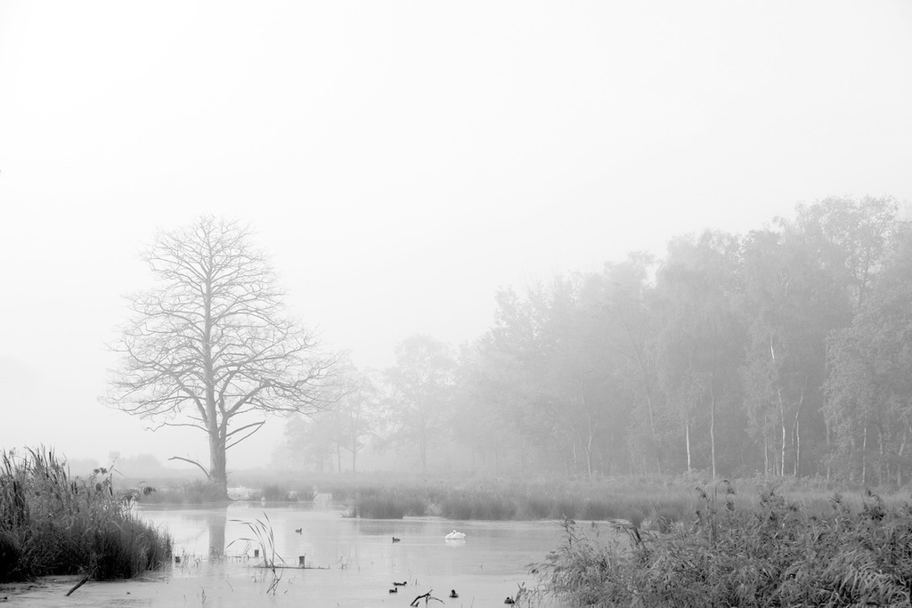 110928-069 | Europa, DEU, Deutschland, Nordrhein Westfalen, NRW, Rheinland, Niederrhein, Leuth, Naturpark Schwalm-Nette, Spaetsommer, Morgens, Nebel, Dunst, Gewaesser, Baum, Kategorien und Themen, Natur, Umwelt, Landschaft, Jahreszeiten, Stimmungen, Landschaftsfotografie, Landschaften, Landschaftsphoto, Landschaftsphotographie, Naturschutz, Naturschutzgebiete, Landschaftsschutz, Biotop, Biotope, Landschaftsschutzgebiete, Landschaftsschutzgebiet, Oekologie, Oekologisch, Typisch, Landschaftstypisch, Landschaftspflege

[Fuer die Nutzung gelten die jeweils gueltigen Allgemeinen Liefer-und Geschaeftsbedingungen. Nutzung nur gegen Verwendungsmeldung und Nachweis. Download der AGB unter http://www.image-box.com oder werden auf Anfrage zugesendet. Freigabe ist vorher erforderlich. Jede Nutzung des Fotos ist honorarpflichtig gemaess derzeit gueltiger MFM Liste - Kontakt, Uwe Schmid-Fotografie, Duisburg, Tel. (+49).2065.677997, archiv@image-box.com, www.image-box.com] - Realisiert mit Pictrs.com