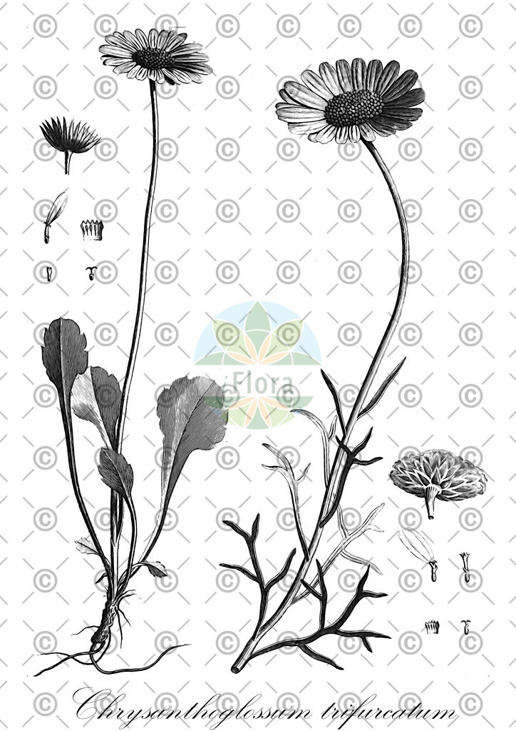 HistAbb_wfo-0000830291_1_ENZY_Simple | Historische Abbildung von Chrysanthoglossum trifurcatum - Asteraceae | Historical Illustration of Chrysanthoglossum trifurcatum - Asteraceae