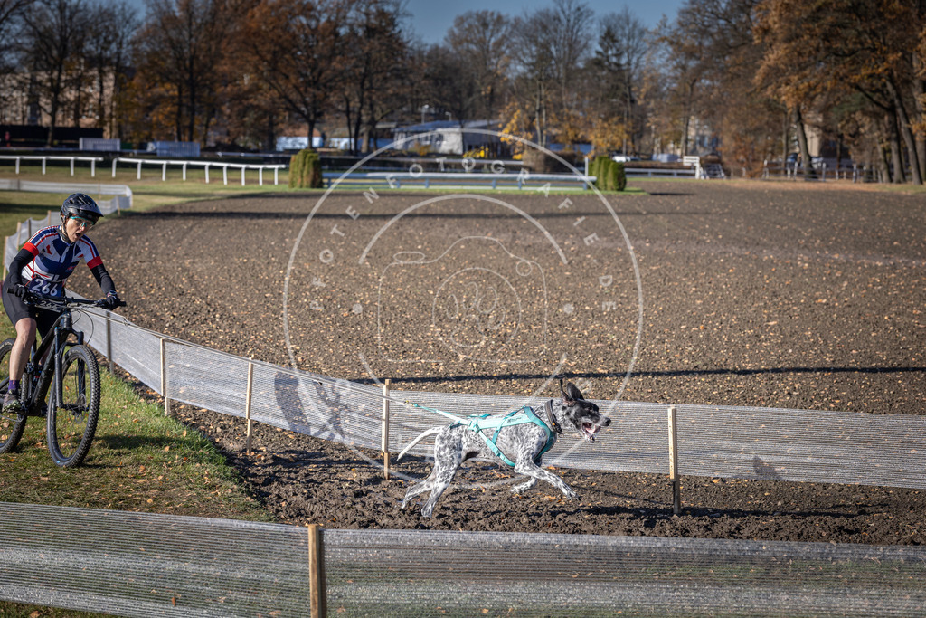 CaniXpix_DV3A5055 | Hundefotografie, Tierfotograf, Pfotenfotografie, Fotoshooting Hund, Hunde Portrait, Hundesport, Hundeportraits, Heideshooting, Hunde, Sportfotograf, Hundefotograf, Turnierhundsport, THS,  - Realisiert mit Pictrs.com