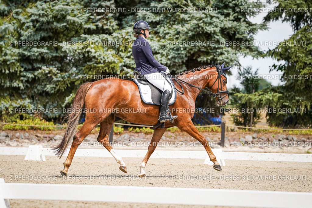 DSC02105 | Pferdegrafie