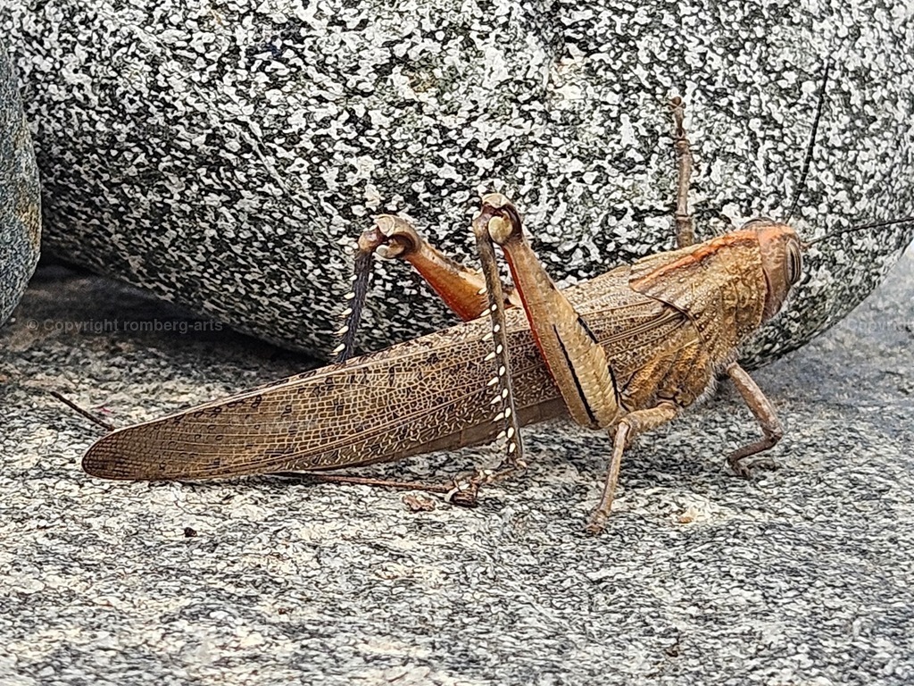 20241006_143359 | romberg-arts, romberg-arts.de, www.romberg-arts.de, Foto_Online_Shop, Julia Fuhrmann, Köln, Fotos, Fotografie, Fotokunst, Kunstdrucke, Naturfotos, Aktfotos, Nacktfotos, schwarz_weiß_Fotos, Blumenfotos, Blumen, Tiere, Beton, Korrosion, Lächeln, Drucke