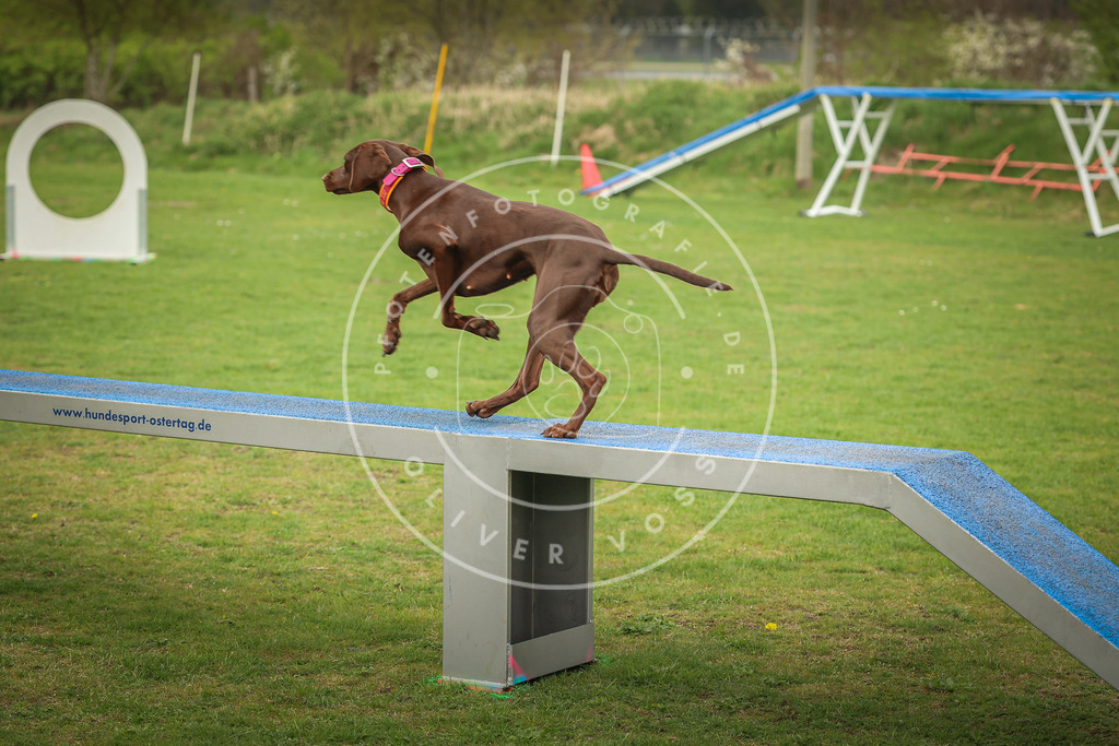 Pfotenfotografie_0L8A1160 | Hundefotografie, Tierfotograf, Pfotenfotografie, Fotoshooting Hund, Hunde Portrait, Hundesport, Hundeportraits, Heideshooting, Hunde, Sportfotograf, Hundefotograf, Turnierhundsport, THS,  - Realisiert mit Pictrs.com