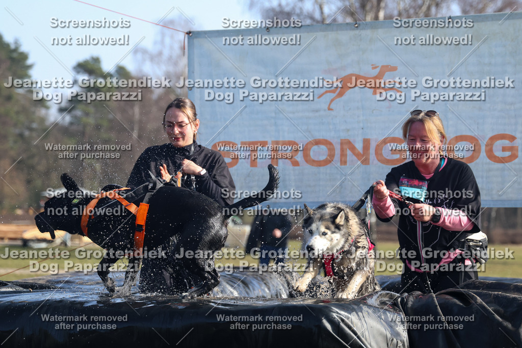 Dog Paparazzi - Strongdog North Mrz26-1386 | Dog Paparazzi Jeanette Grottendiek Fotografie & Videografie - Realisiert mit Pictrs.com