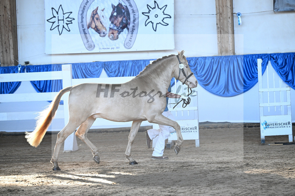 Kat-Nr. 2 Bonito Salazar v. Trianero PT_Abfalter GmbH _ Co. KG_9260018 | hf-fotografie - Realisiert mit Pictrs.com