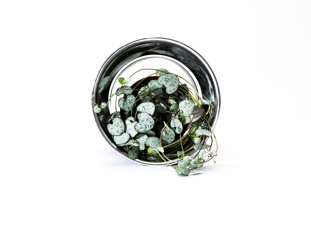 Job_0075-Bearbeitet-2 | AHORN PHOTOGRAPHY - Realizzato con Pictrs.com