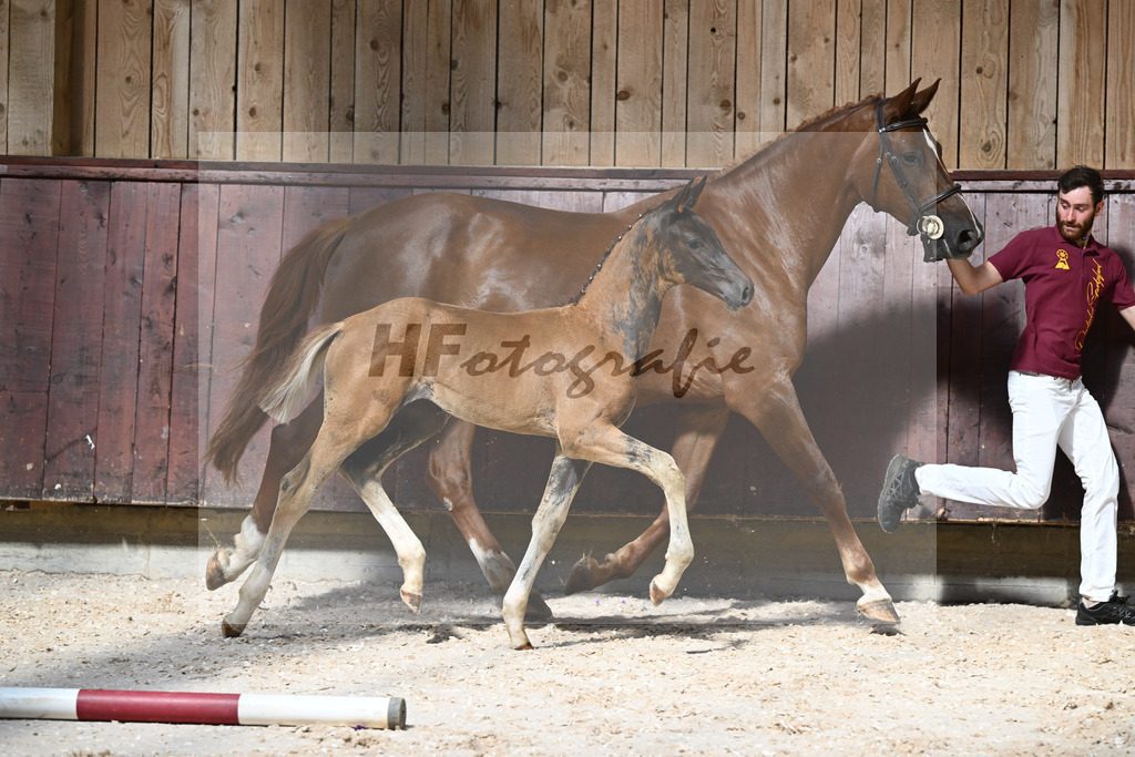 Kat-Nr. 24 SF Bon Esprit x Samico_Haarmann_32240102 | hf-fotografie - Realizzato con Pictrs.com