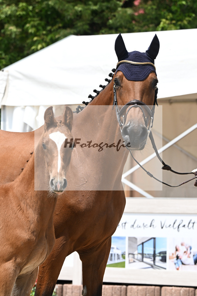 Zirocco Blue x Casall_HF_Simonet_12250814 | hf-fotografie - Realisiert mit Pictrs.com