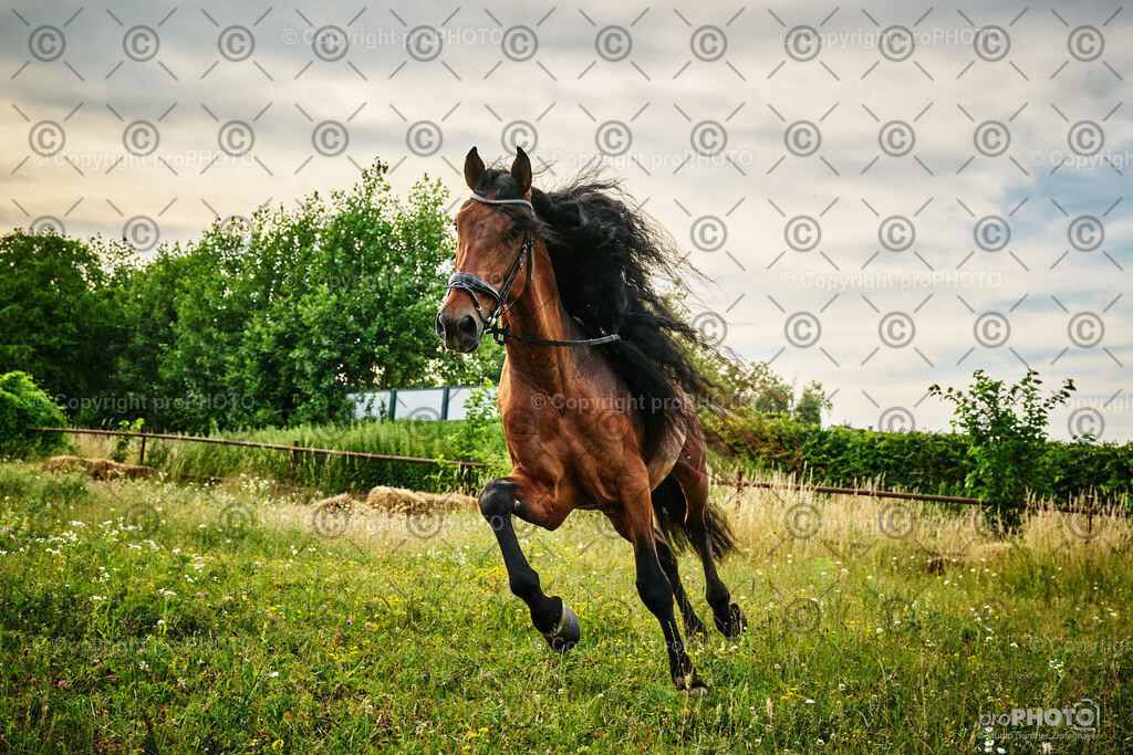 067_202406_Niki-Herodes_NZ9_9765 | proPHOTO - Realisiert mit Pictrs.com