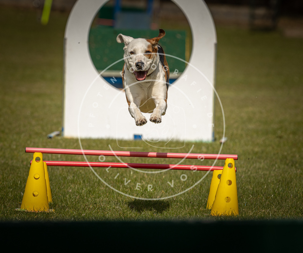 Pfotenfotografie_DV3A5418 | Hundefotografie, Tierfotograf, Pfotenfotografie, Fotoshooting Hund, Hunde Portrait, Hundesport, Hundeportraits, Heideshooting, Hunde, Sportfotograf, Hundefotograf, Turnierhundsport, THS,  - Realisiert mit Pictrs.com