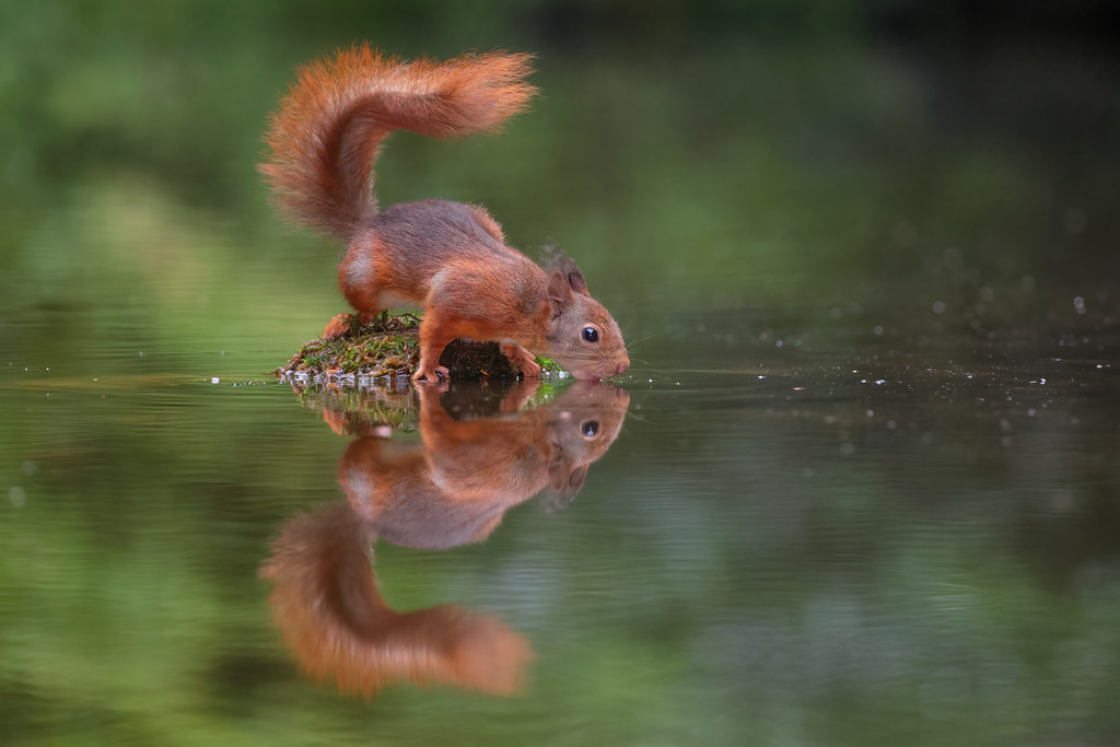 Wandbild - Durstiges Eichhörnchen am Wasser | Das Bild zeigt ein rotes Eichhörnchen (Sciurus vulgaris), das vorsichtig an der Wasseroberfläche trinkt. Das Eichhörnchen steht auf einer kleinen, moosbewachsenen Insel, die im ruhigen Wasser schwimmt. Die perfekte Spiegelung des Tieres und der Insel im klaren Wasser verstärkt die friedliche und harmonische Atmosphäre der Szene. Der Hintergrund ist in weichen, unscharfen Grüntönen gehalten, wodurch das Eichhörnchen im Mittelpunkt steht und die natürlichen Farben zur Geltung kommen.