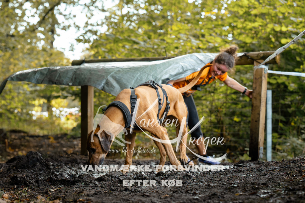 1415DZ6_1341Z6 | kk-dogfotos