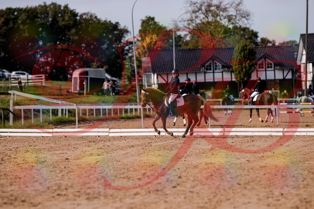 2026_10_03_Siefer-Hof_122243_Z81_21954336 | Professionelle Reitsport-, Turnier- und Eventfotografie von Robert Broda. Galerien mit ausgewählten und bearbeiteten Bildern direkt online ansehen und bestellen.